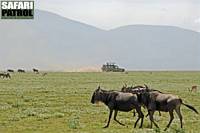 Ett av gruppens fordon bland gnuer och Thomsons gaseller. (Ngorongoro Conservation Area, Tanzania)