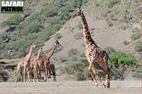 Skrämd giraff. (Ngorongoro Conservation Area, Tanzania)