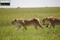 Lejon vid Oldoinyo Olobaye. (Serengeti National Park, Tanzania)