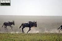 Gnuer på språng. (Serengeti National Park, Tanzania)