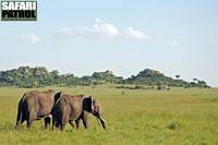 Elefanter i Moru Kopjes. (Serengeti National Park, Tanzania)
