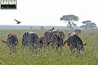 Zebror i Moru Kopjes. (Serengeti National Park, Tanzania)