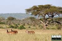 Vattenbockar i Moru Kopjes. (Serengeti National Park, Tanzania)