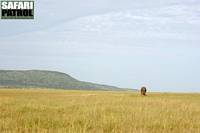 Ensam elefant. (Serengeti National Park, Tanzania)