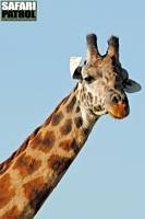 Porträtt av giraff 4. (Serengeti National Park, Tanzania)