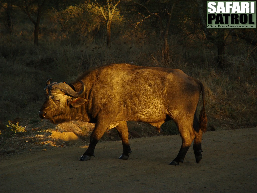 Afrikansk buffel i morgonljus. (Serengeti National Park, Tanzania)