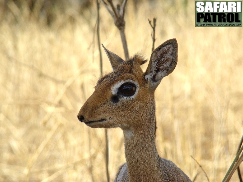 Dikdik, den minsta antiloparten i stafrika. (Tarangire National Park, Tanzania)