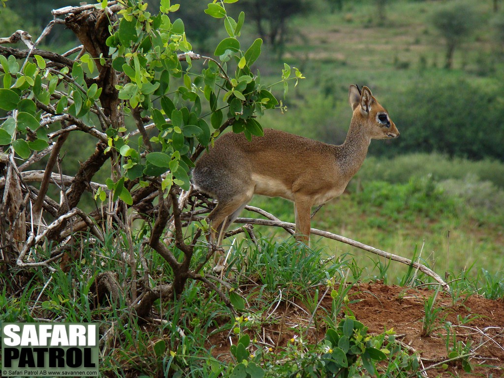 Dikdik. (Tarangire National Park, Tanzania)