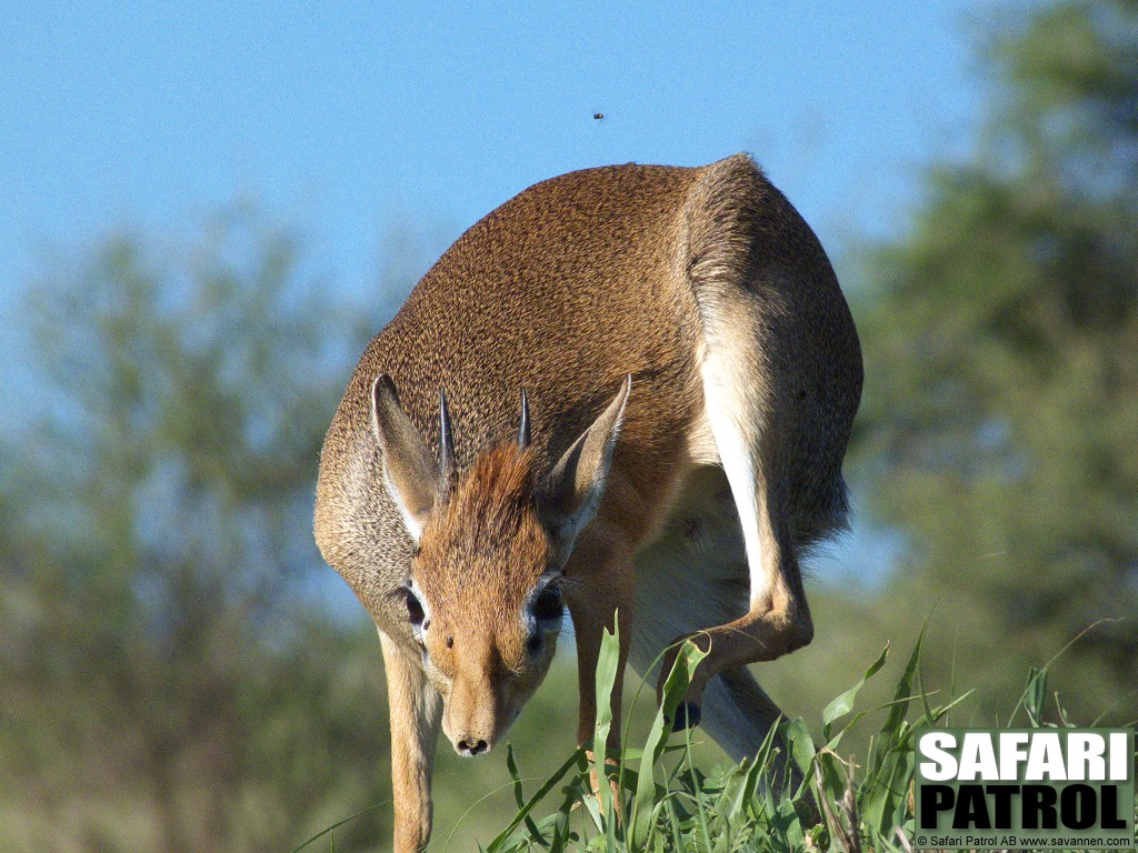 Dikdik. (Tarangire National Park, Tanzania)