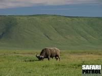 Afrikansk buffel. (Ngorongorokratern, Tanzania)