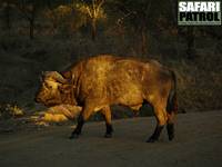 Afrikansk buffel i morgonljus. (Serengeti National Park, Tanzania)