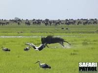 Gnu tar den jobbiga vägen medan vita storkar tittar på. (Södra Serengeti National Park, Tanzania)