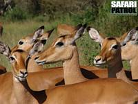 Impalaantiloper. (Seronera i Serengeti National Park, Tanzania)