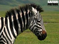 Zebra. (Ngorongorokratern, Tanzania)