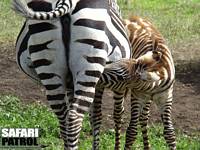 Diande zebraföl. (Ngorongorokratern, Tanzania)