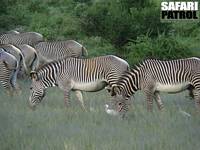 Grevyzebror och kohägrar. (Samburu National Reserve, Kenya)