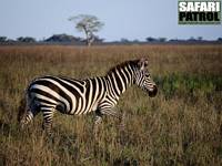 Zebra. (Centrala Serengeti National Park, Tanzania)