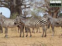 Zebra med udda teckning. (Tarangire National Park, Tanzania)