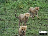 Gepardungar. (Ngorongoro Conservation Area, Tanzania)