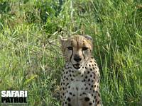 Gepard. (Serengeti National Park, Tanzania)