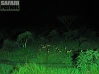 Impalaantiloper. (Seronera i Serengeti National Park, Tanzania)