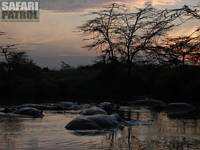 Flodhästar. (Seronera i centrala Serengeti National Park, Tanzania)