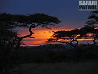 Soluppgång. (Seronera i Serengeti National Park, Tanzania)