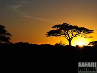 Akacia i soluppgången. (Seronera i Serengeti National Park, Tanzania)