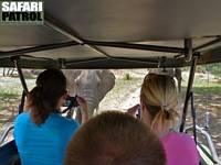 Safariresenärer fotograferar elefanter framför jeepen. (Tarangire National Park, Tanzania)