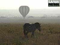 Safariballong, zebra och gaseller. (Seronera i centrala Serengeti National Park, Tanzania)