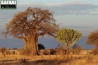 Baobabträd och kandelaberträd. (Tarangire National Park, Tanzania)