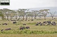 Elefanter. (Serengeti National Park, Tanzania)