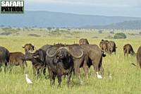 Afrikanska bufflar med kohägrar och gulnäbbade oxhackare. (Centrala Serengeti National Park, Tanzania)