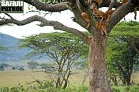 Lejonträd. (Södra Serengeti National Park, Tanzania)