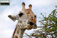 Porträtt av en giraff. (Serengeti National Park, Tanzania)