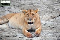 Lejon. (Södra Serengeti National Park, Tanzania)