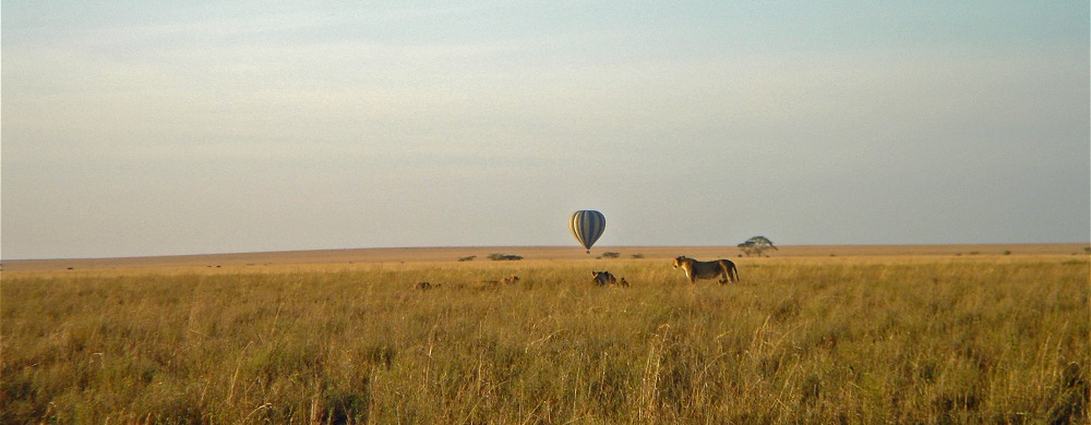 Lejon och safariballong i Serengeti.