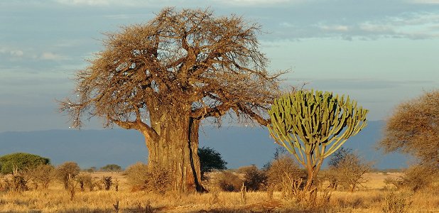 Baobabträd och kandelaberträd (en euphorbia) i Tarangire i norra Tanzania.