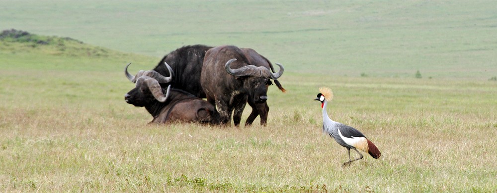 Krontrana och afrikanska bufflar i Ngorongorokratern.