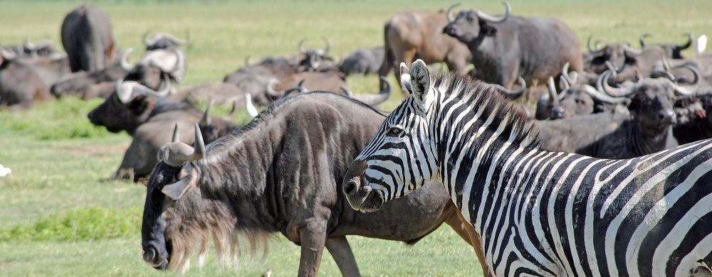 Zebra, gnu och afrikanska bufflar.