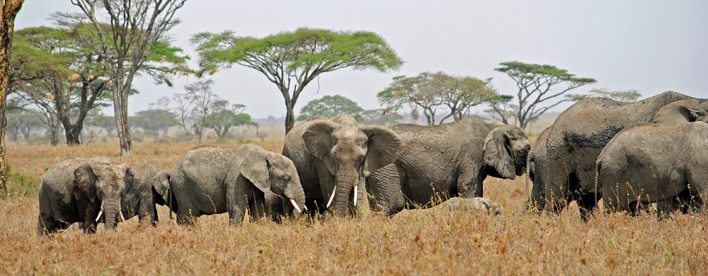 Elefanthjord i centrala Serengeti i Tanzania.