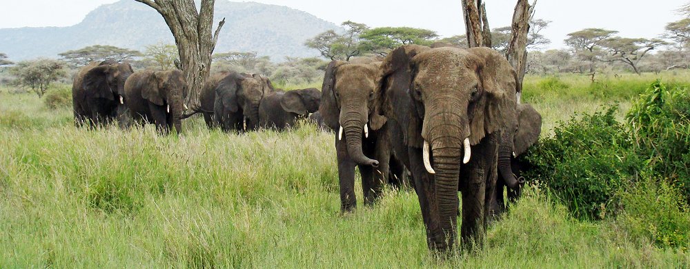 Elefanthjord i Serengeti.