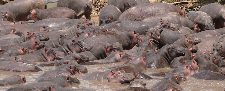 Flodhästar i Retima Hippo Pool.