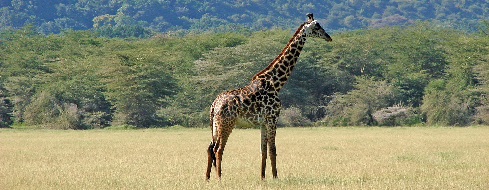 Giraff i Lake Manyara.