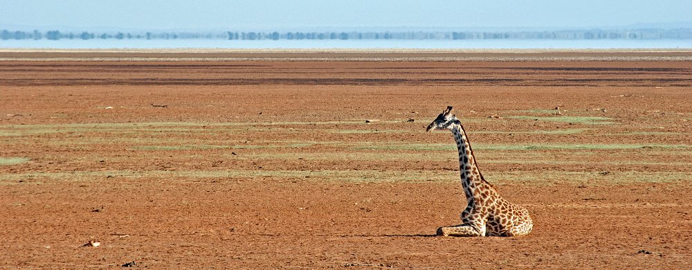 Giraff i Lake Manyara National Park.