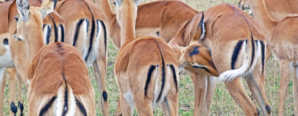 Impalaantiloper i Serengeti.