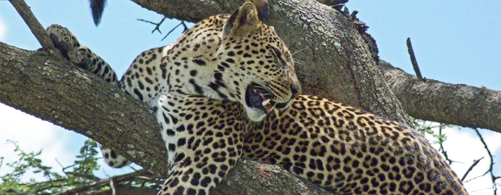 Leopard i Serengeti.