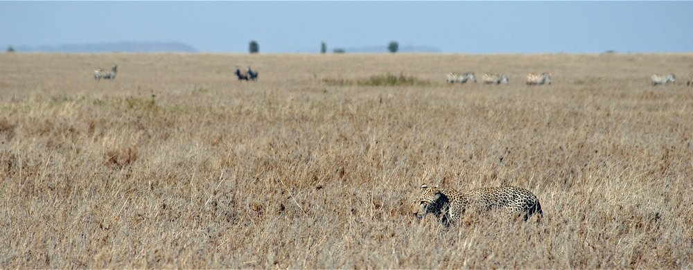 Leopard i savanngräset i Serengeti.