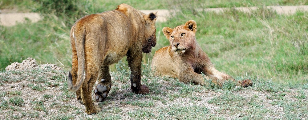 Unglejon i Seronera i centrala Serengeti.