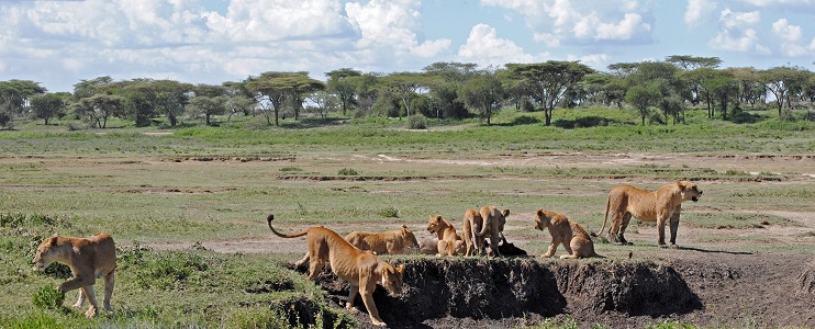 Lejonflock med fälld gnu i våtmarkerna vid Lake Ndutu.